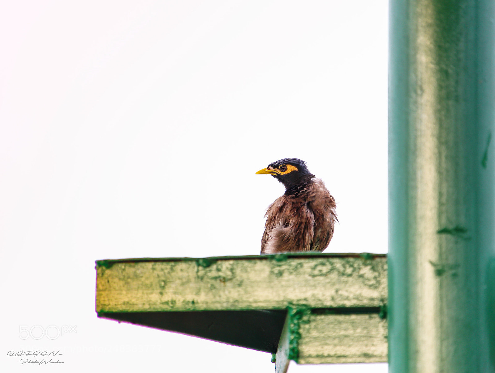 Canon EOS 700D (EOS Rebel T5i / EOS Kiss X7i) sample photo. Common myna photography
