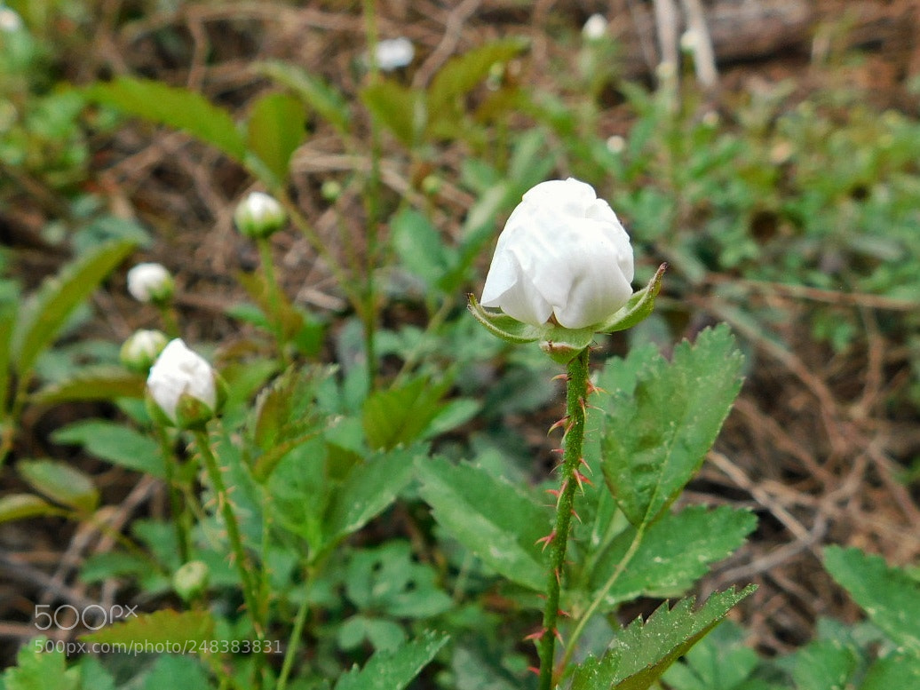 Nikon Coolpix B500 sample photo. Spring is budding up! photography