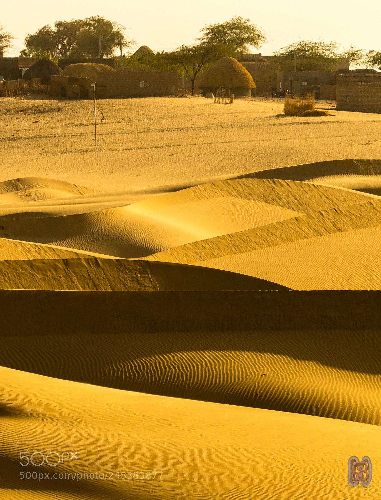 Nikon D800 sample photo. Life in desert photography