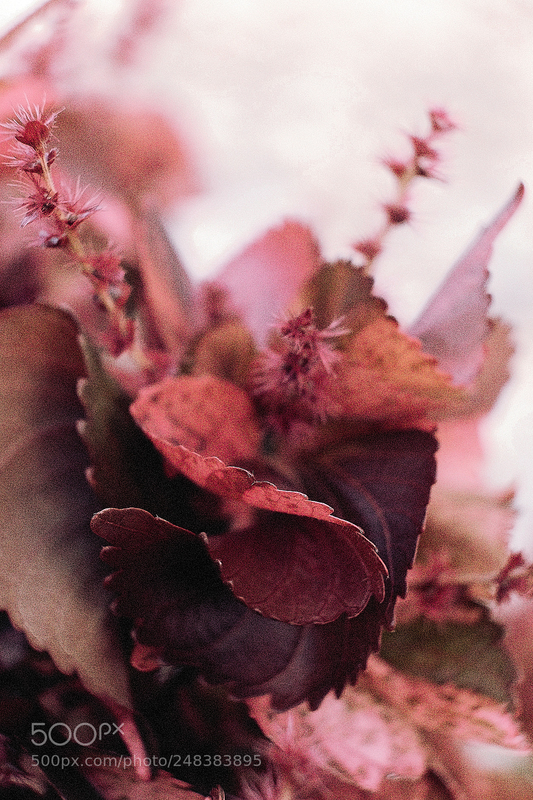 Fujifilm X-T10 sample photo. Curled photography