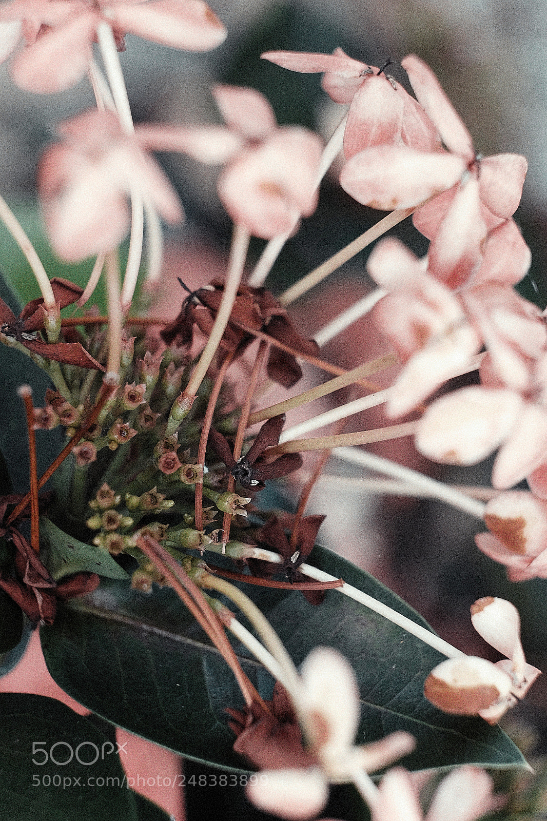 Fujifilm X-T10 sample photo. Profusion photography