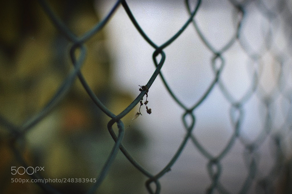 Nikon D3200 + Nikon AF-S DX Nikkor 35mm F1.8G sample photo. *** photography