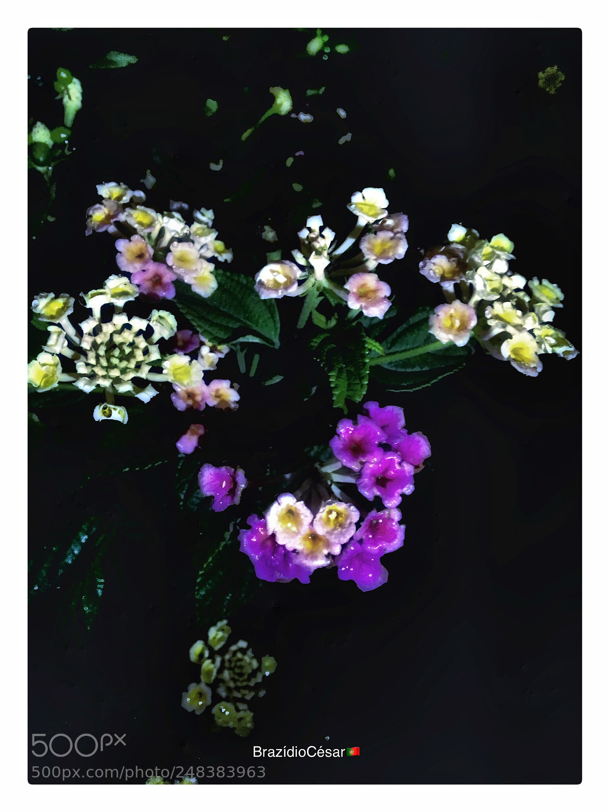 Apple iPhone 6s sample photo. Untitled photography