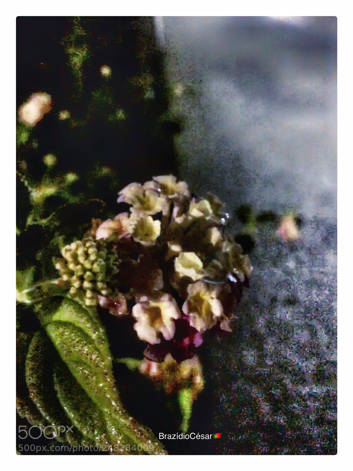 Apple iPhone 6s sample photo. Untitled photography