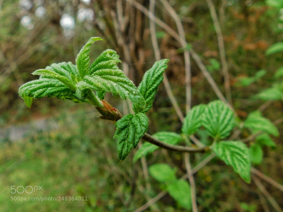 Nikon Coolpix B500 sample photo. Deep green leaves on photography