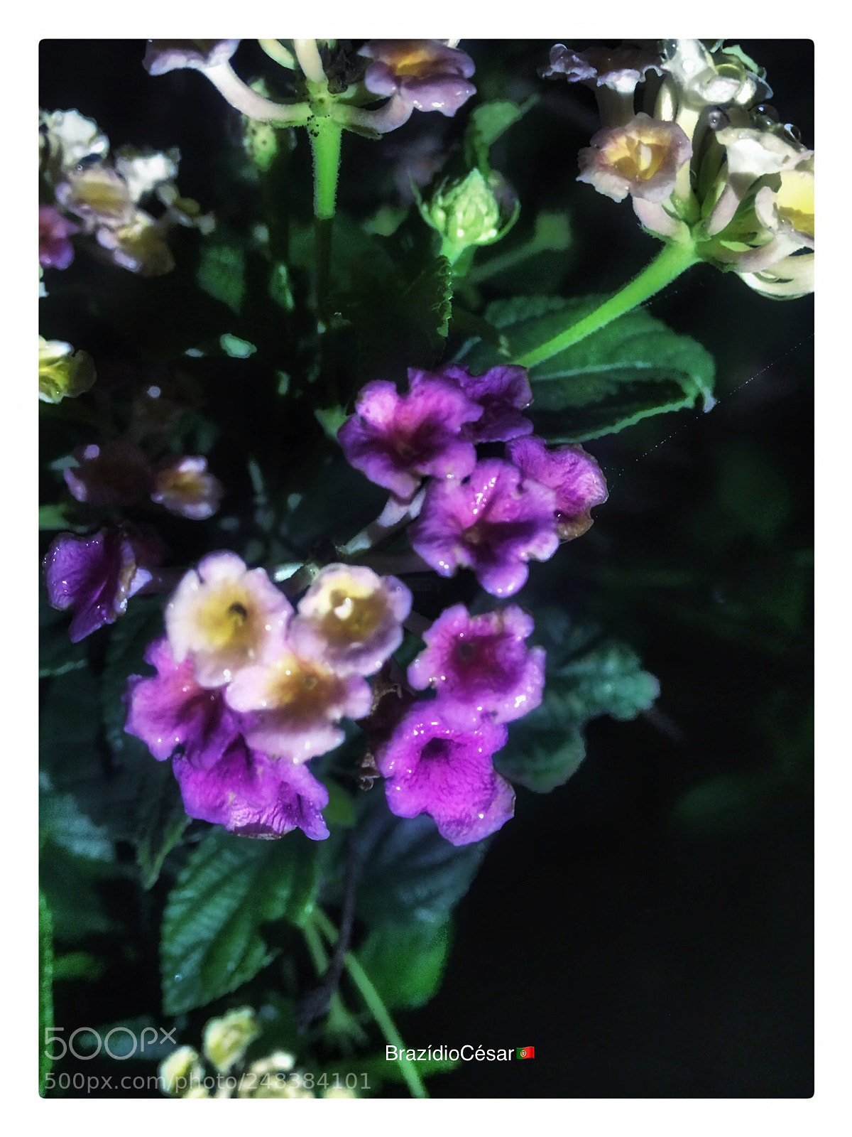 Apple iPhone 6s sample photo. Untitled photography