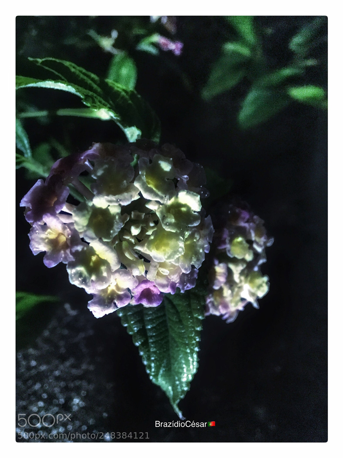 Apple iPhone 6s sample photo. Untitled photography