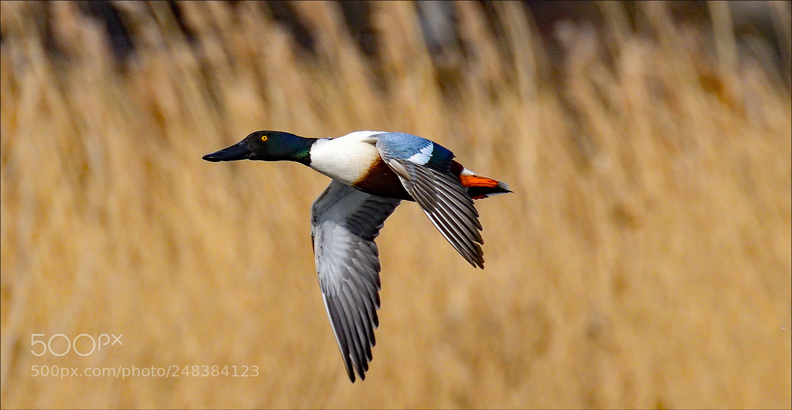 Nikon D500 sample photo. Flying fast photography