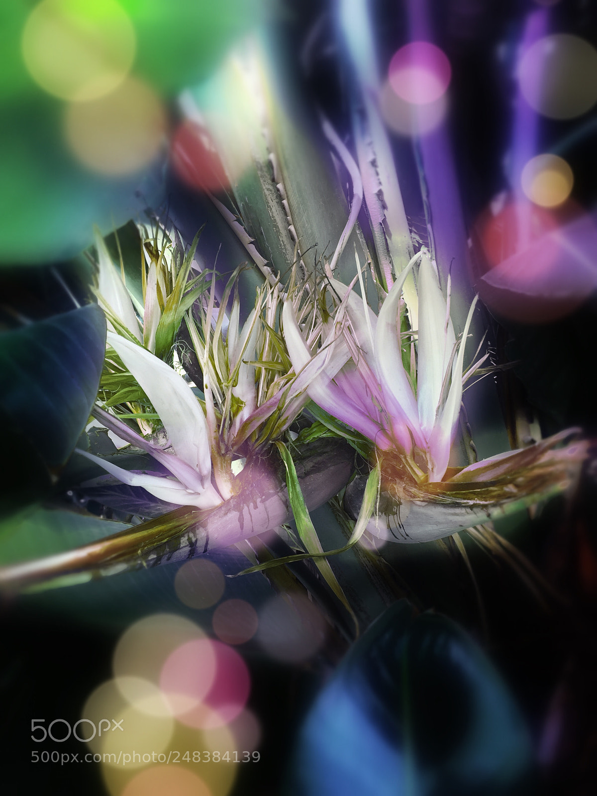 Apple iPhone 6 sample photo. Holon flower photography