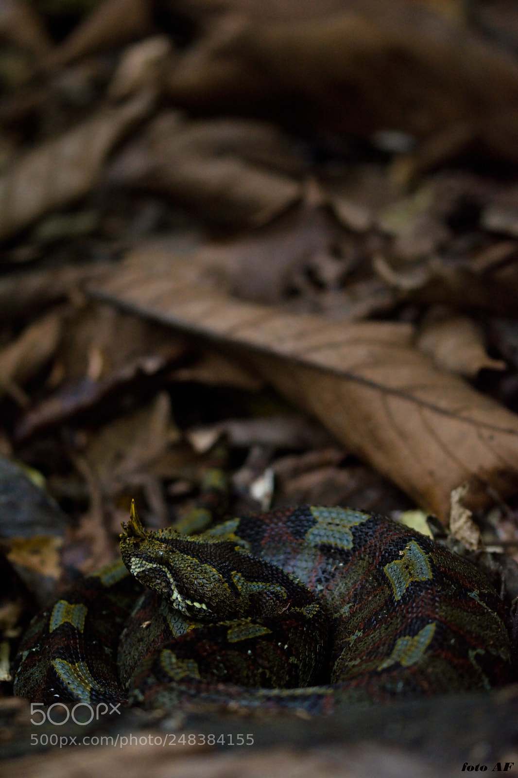 Nikon D7100 sample photo. Rhinoceros viper bitis nasicornis photography