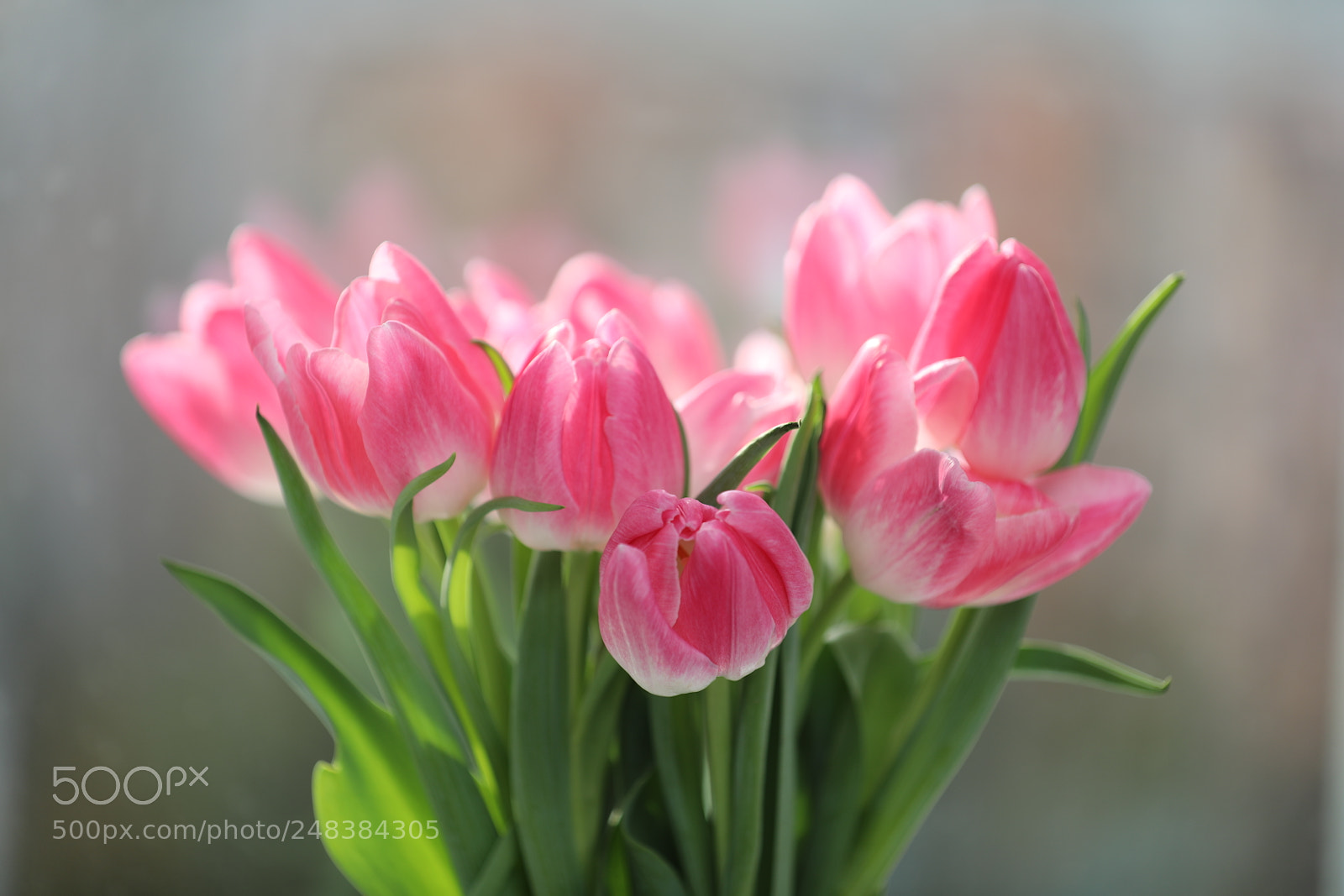 Canon EF 70-200mm F2.8L IS II USM sample photo. Tulips bouquet photography