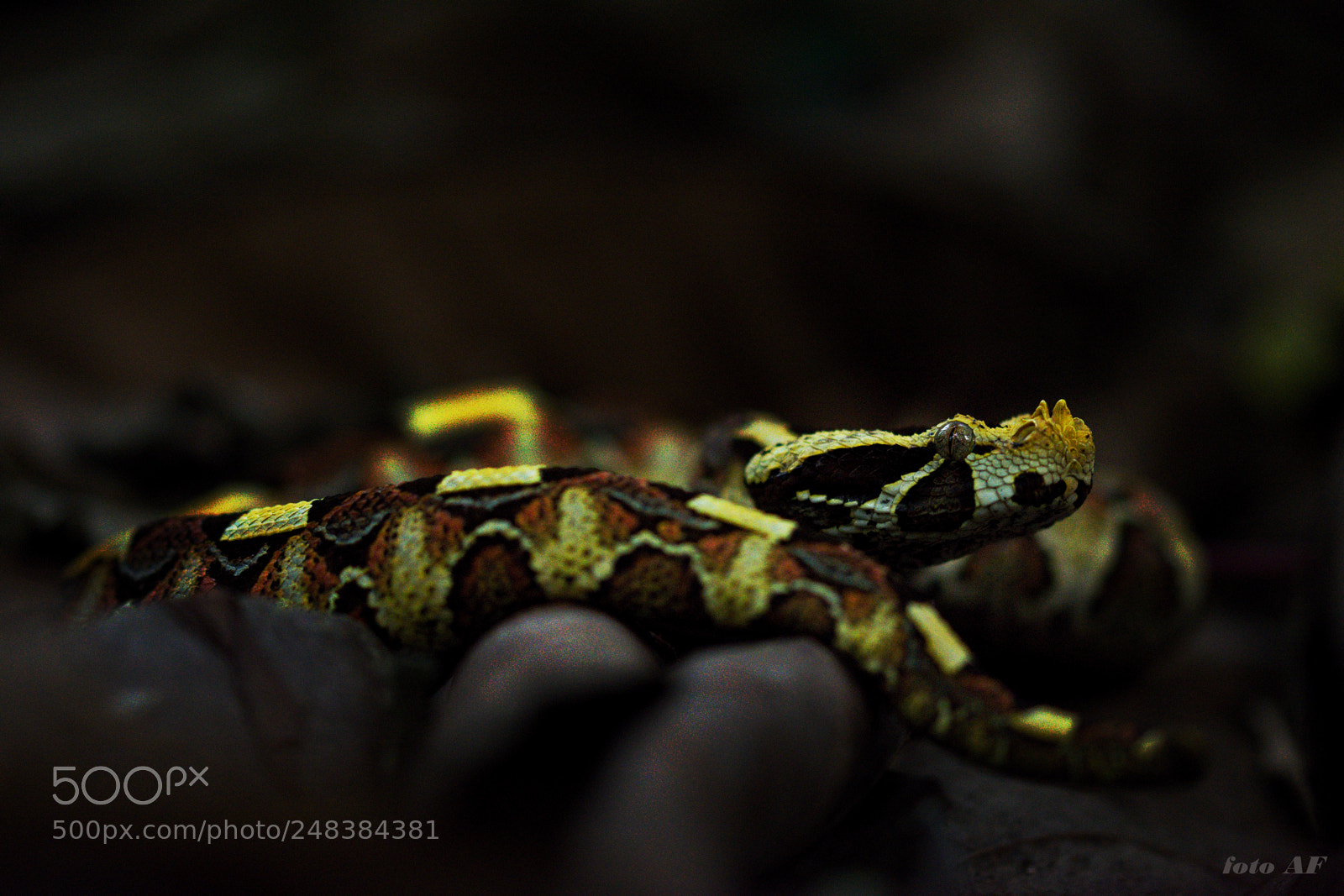 Nikon D7100 sample photo. Gabino ''hybrid'' bitis nasicornis photography