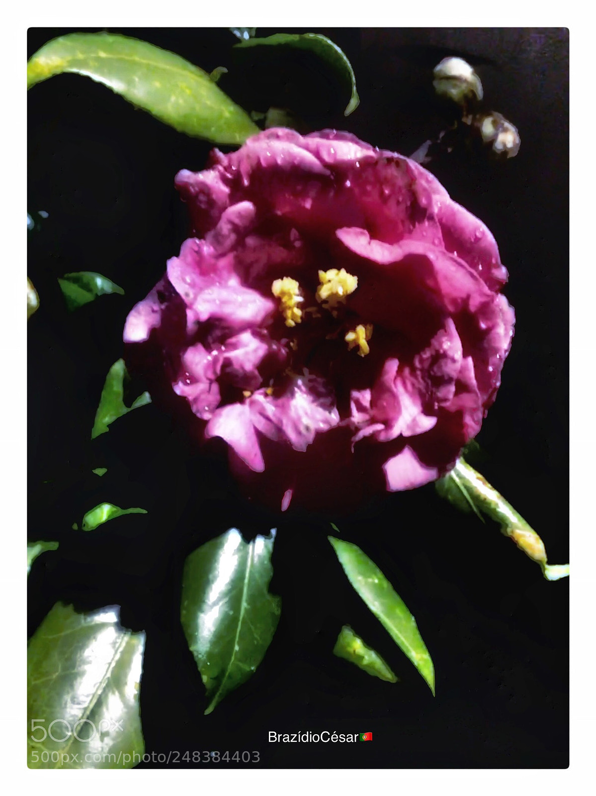 Apple iPhone 6s sample photo. Untitled photography