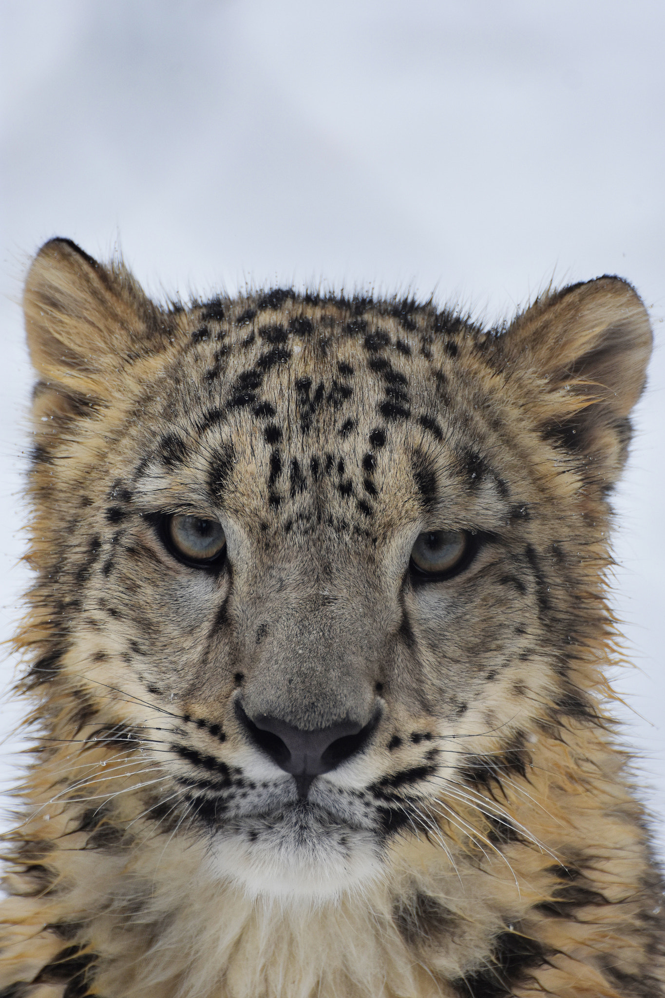 Nikon D3400 sample photo. Snow leopard photography