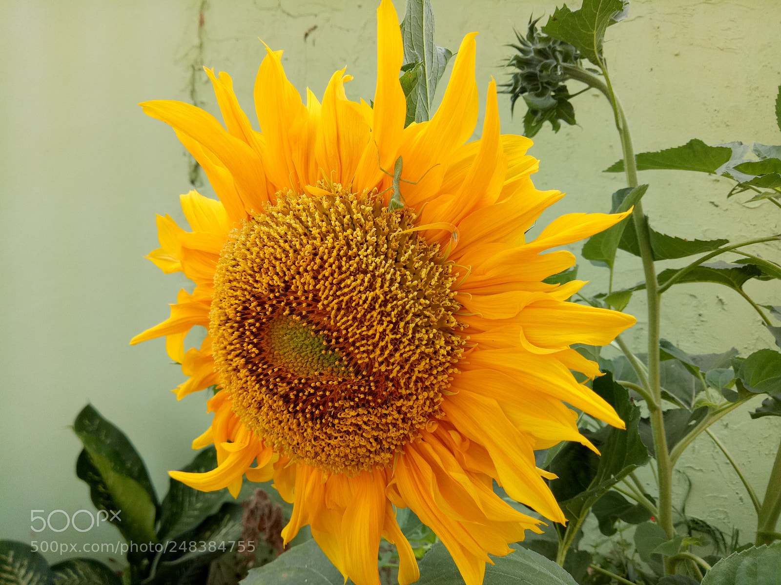 OPPO A1601 sample photo. Untitled photography