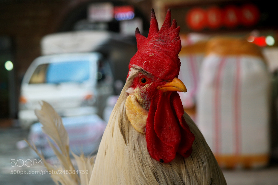Samsung NX30 sample photo. ... photography