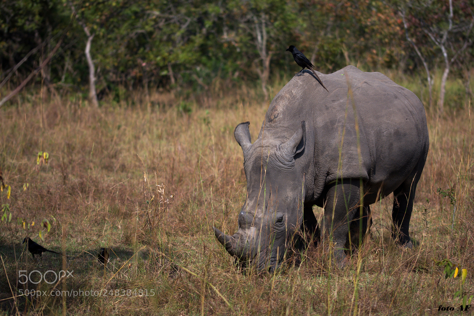 Nikon D7100 sample photo. White rhino ceratotherium simum photography