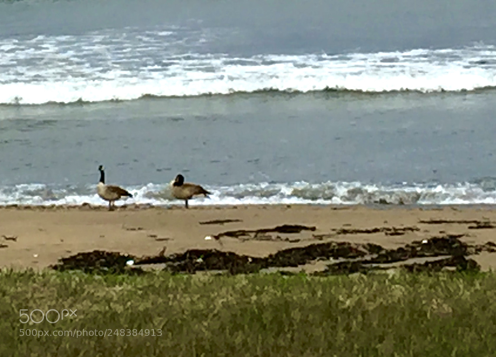 Apple iPhone 6 Plus sample photo. Canada geese on the photography