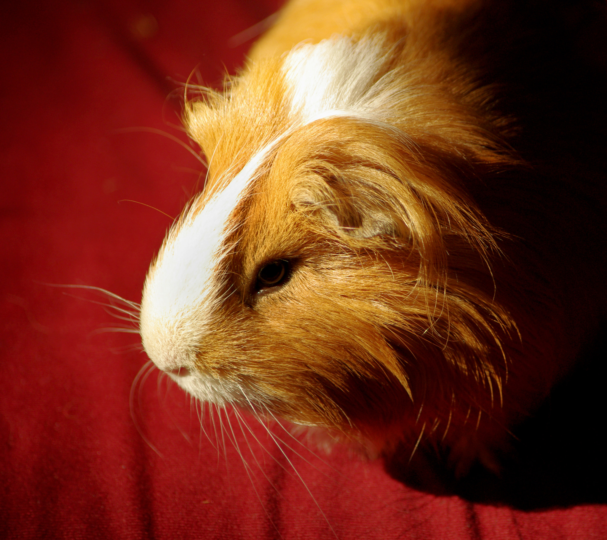Pentax K-m (K2000) sample photo. Guinea pig photography