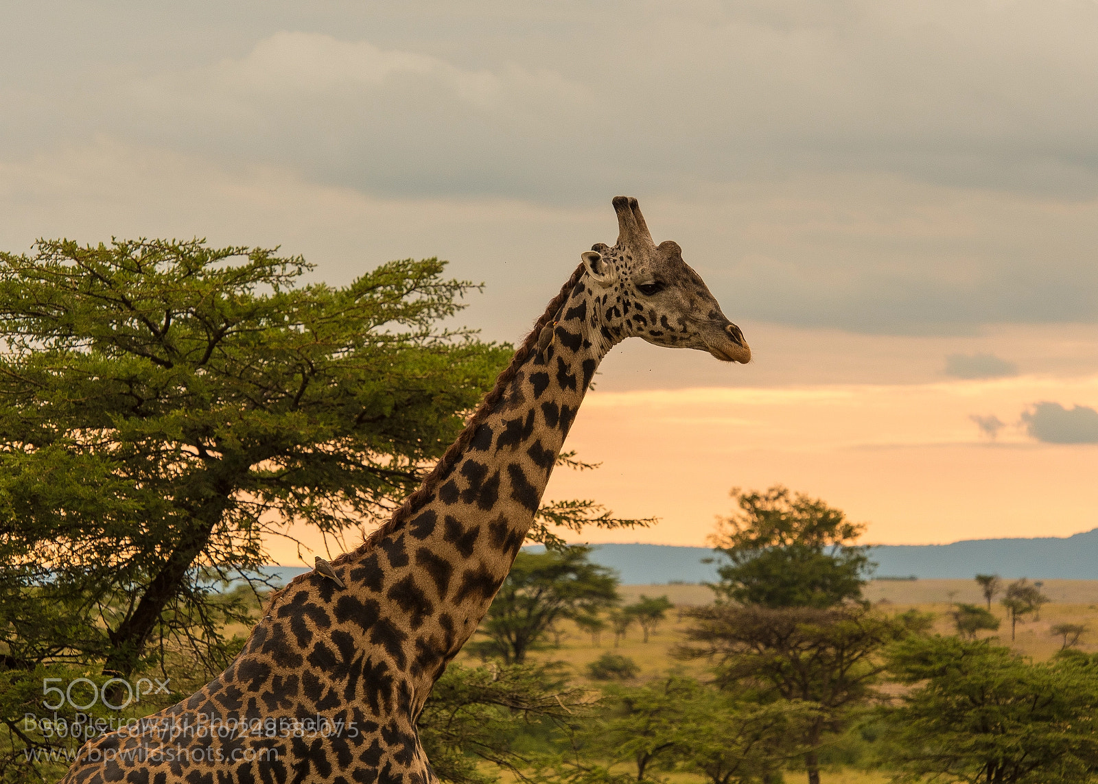 Nikon D500 sample photo. Giraffe photography