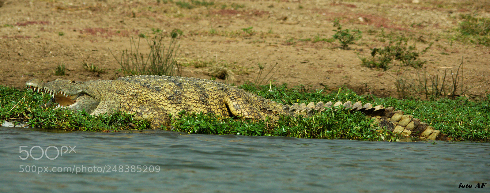 Nikon D7100 sample photo. Nile crocodile crocodylus niloticus photography