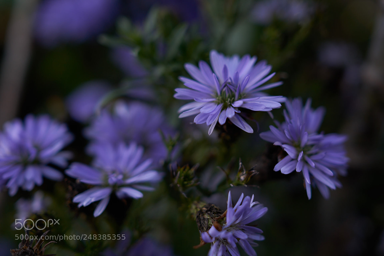 Sony a6000 sample photo. Flowers photography