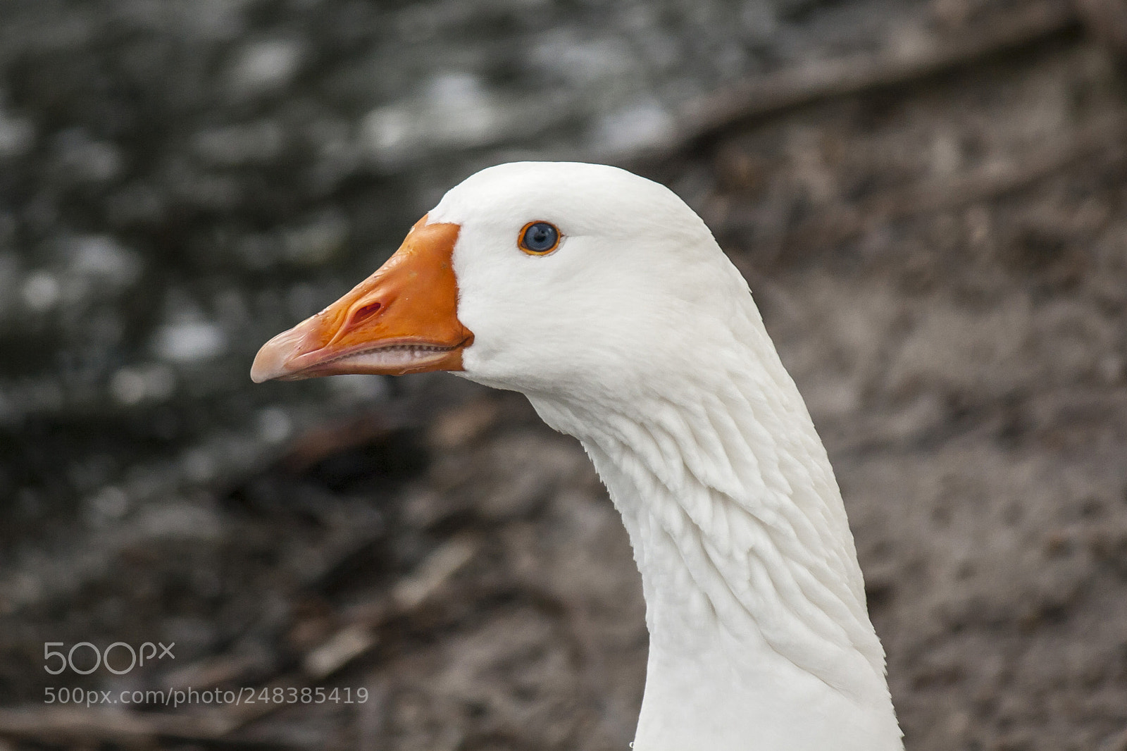 Canon EOS 400D (EOS Digital Rebel XTi / EOS Kiss Digital X) sample photo. Goose photography