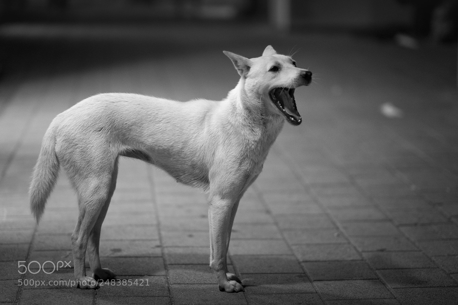 Sony a7 II sample photo. Yawning dog photography