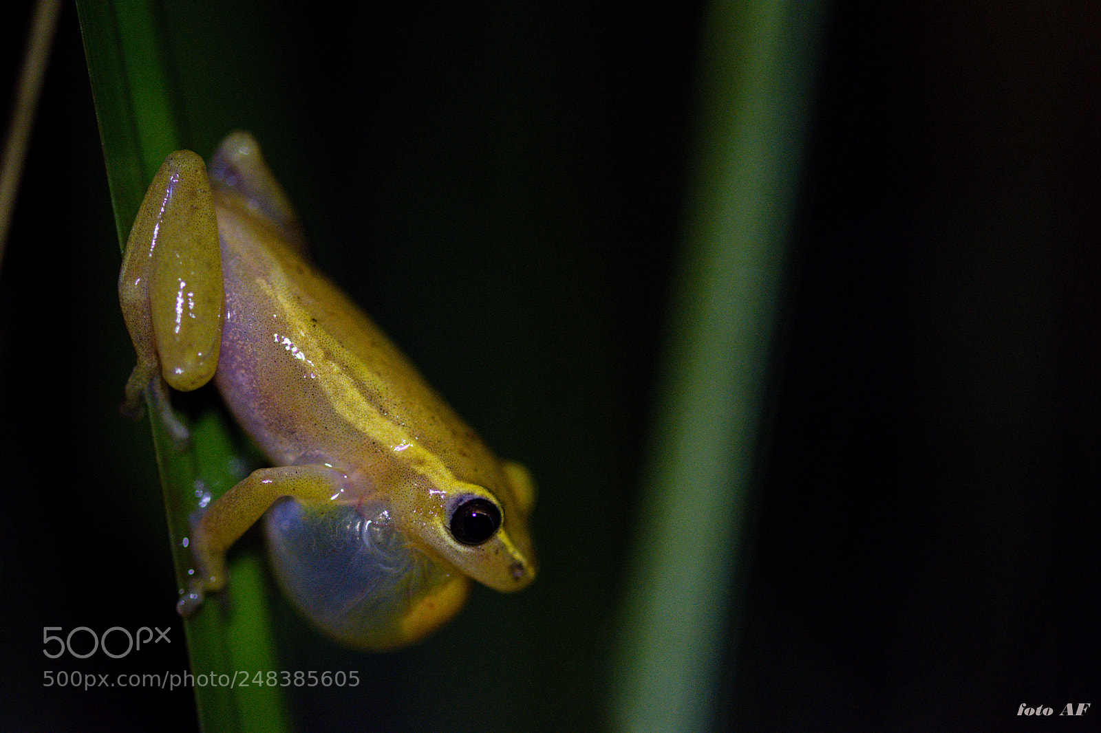 Nikon D7100 sample photo. Cinnamon-bellied reed frog hyperolius photography