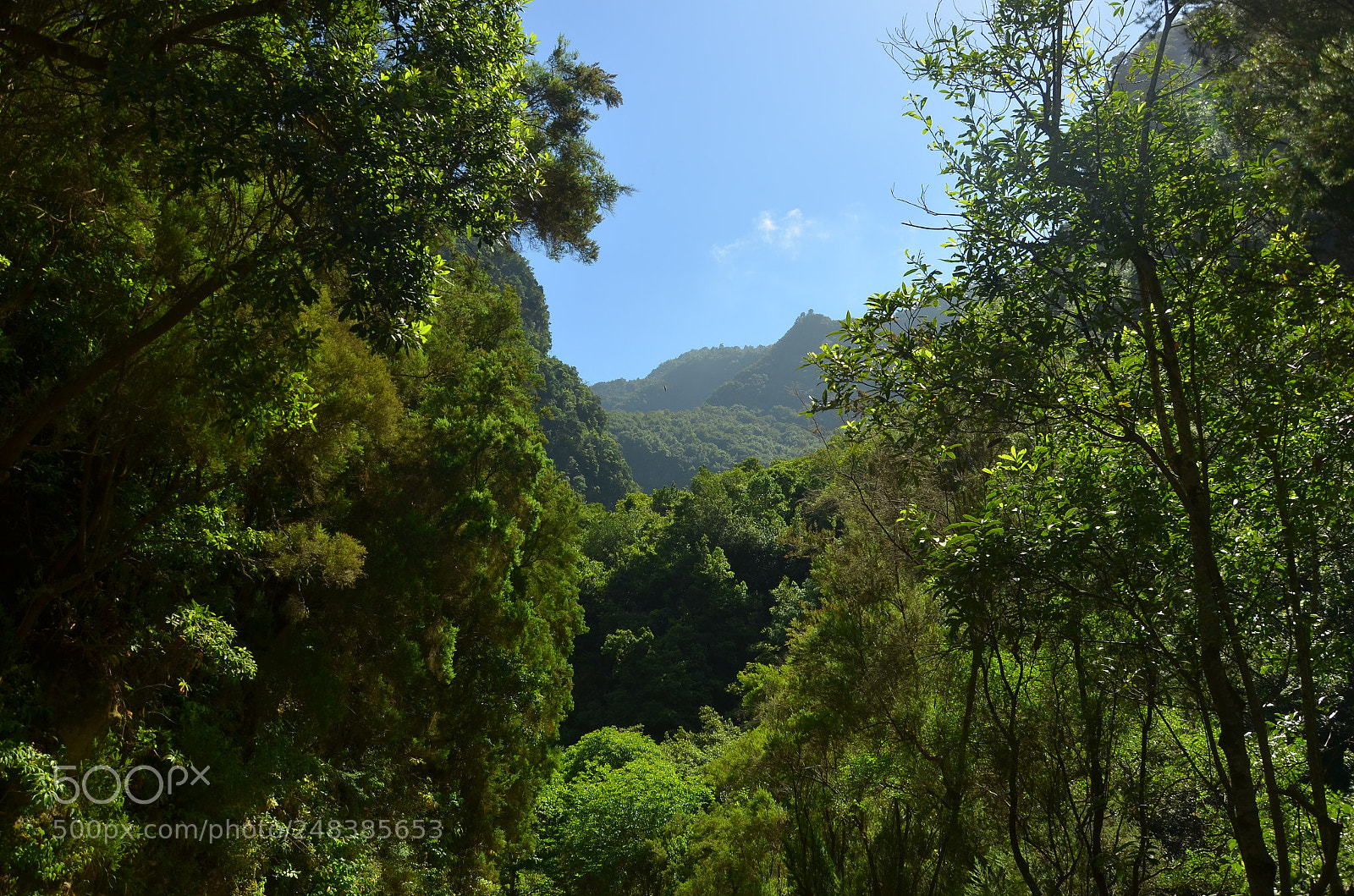Nikon D5100 sample photo. Urwald photography