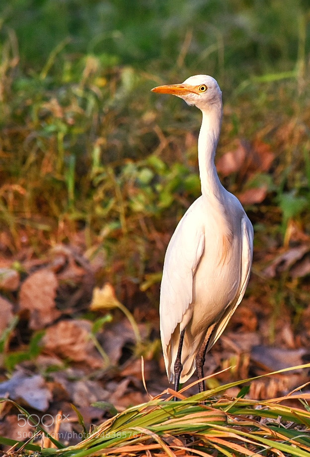 Nikon D5500 sample photo. Heron photography