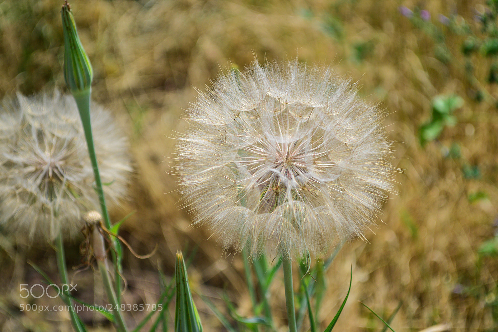 Nikon D3200 sample photo. Dandelion photography