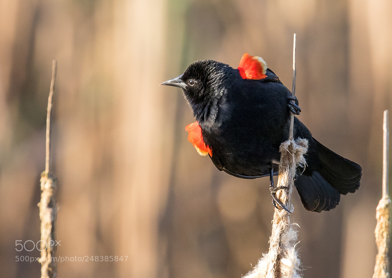 Canon EOS 7D Mark II sample photo. Red-winged blackbird photography