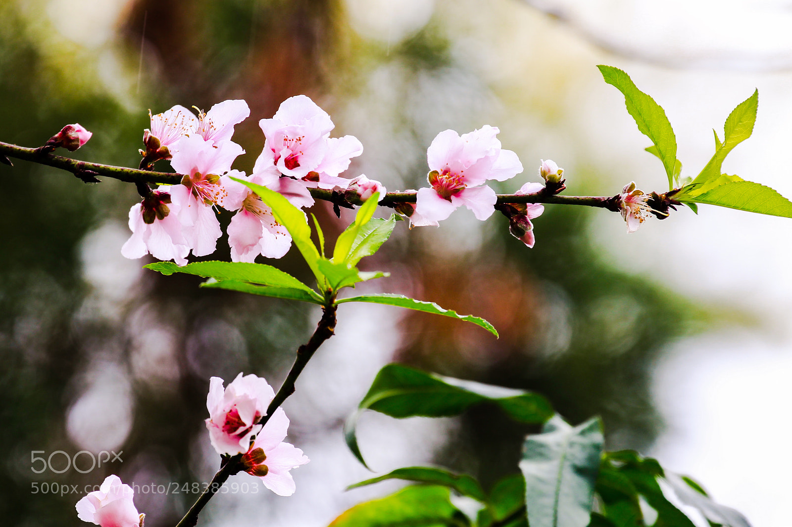 Canon EOS-1D Mark IV sample photo. Untitled photography
