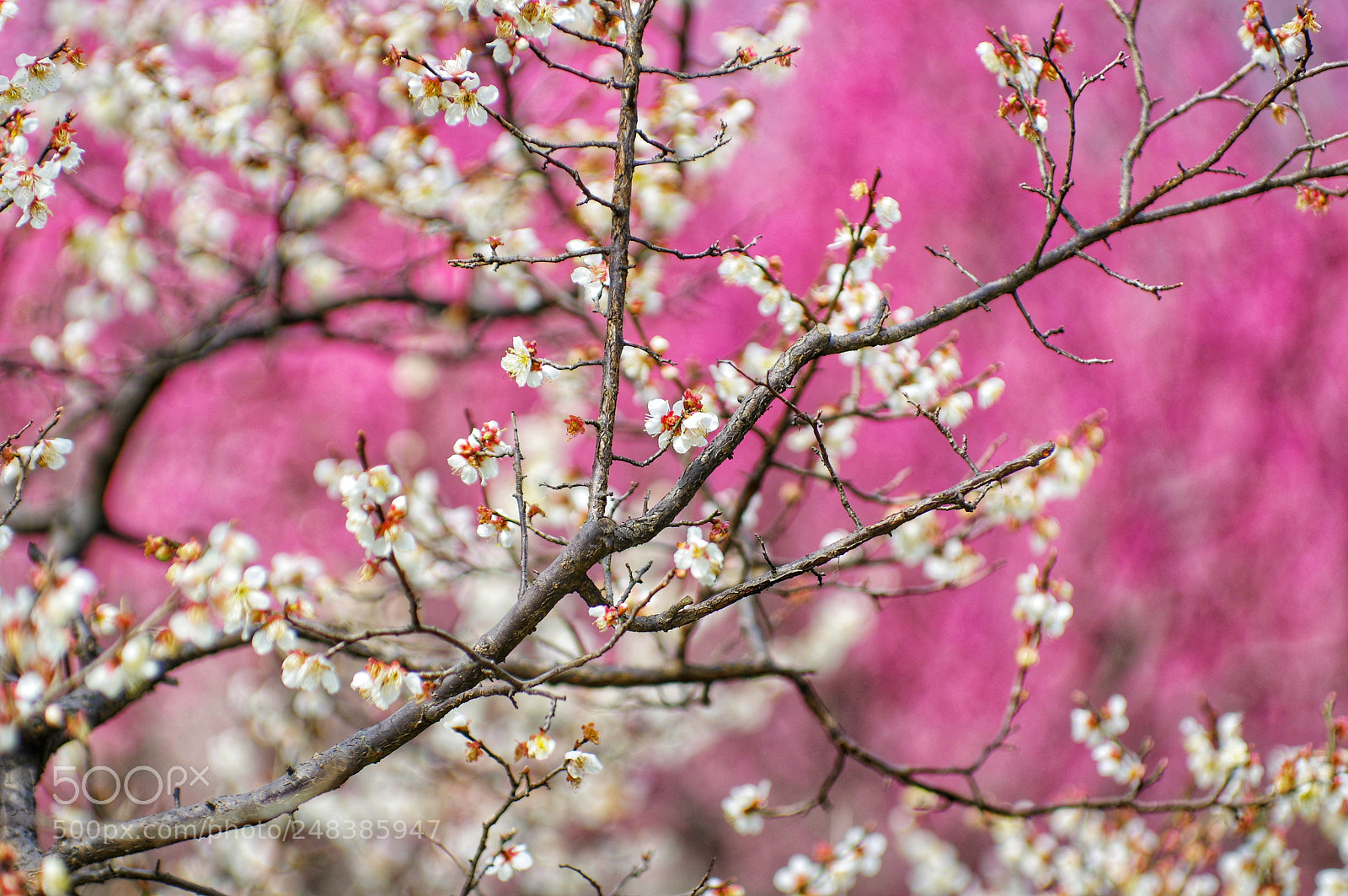 Pentax K-3 II sample photo. Untitled photography