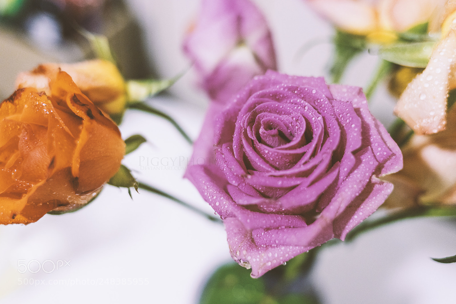 Canon EOS 6D Mark II sample photo. Rose photography