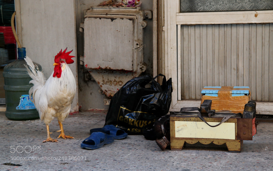 Samsung NX30 sample photo. ... photography