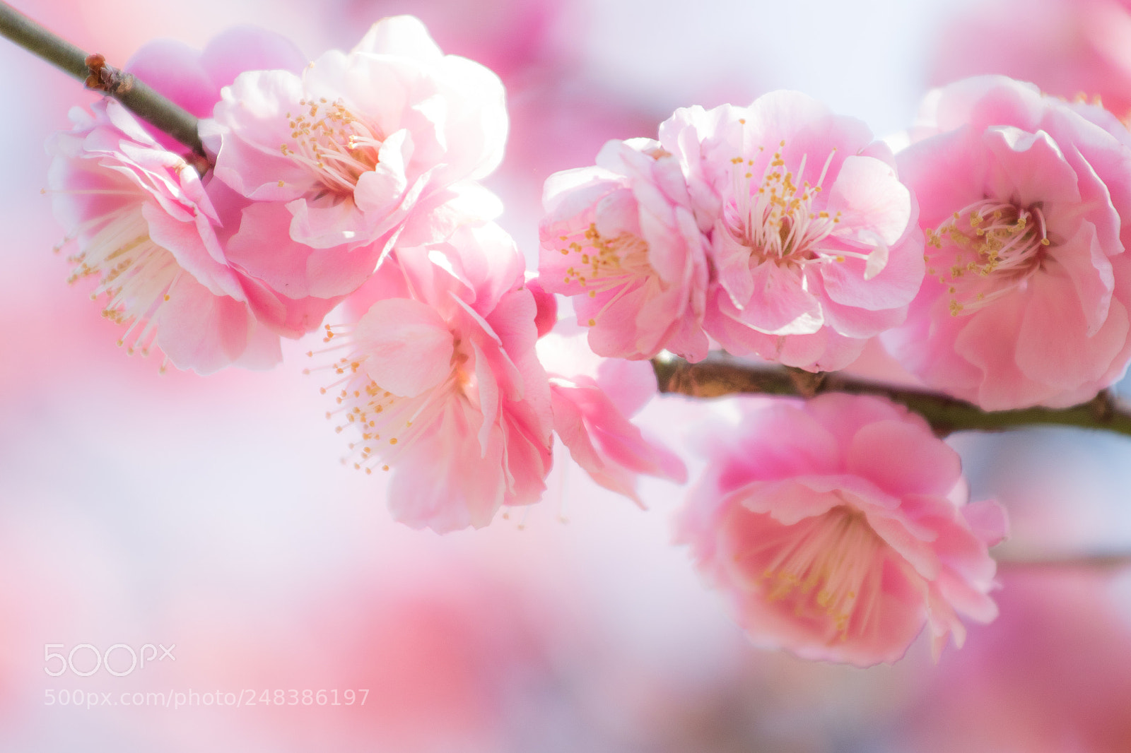 Canon EOS 7D Mark II sample photo. Pink evolution photography