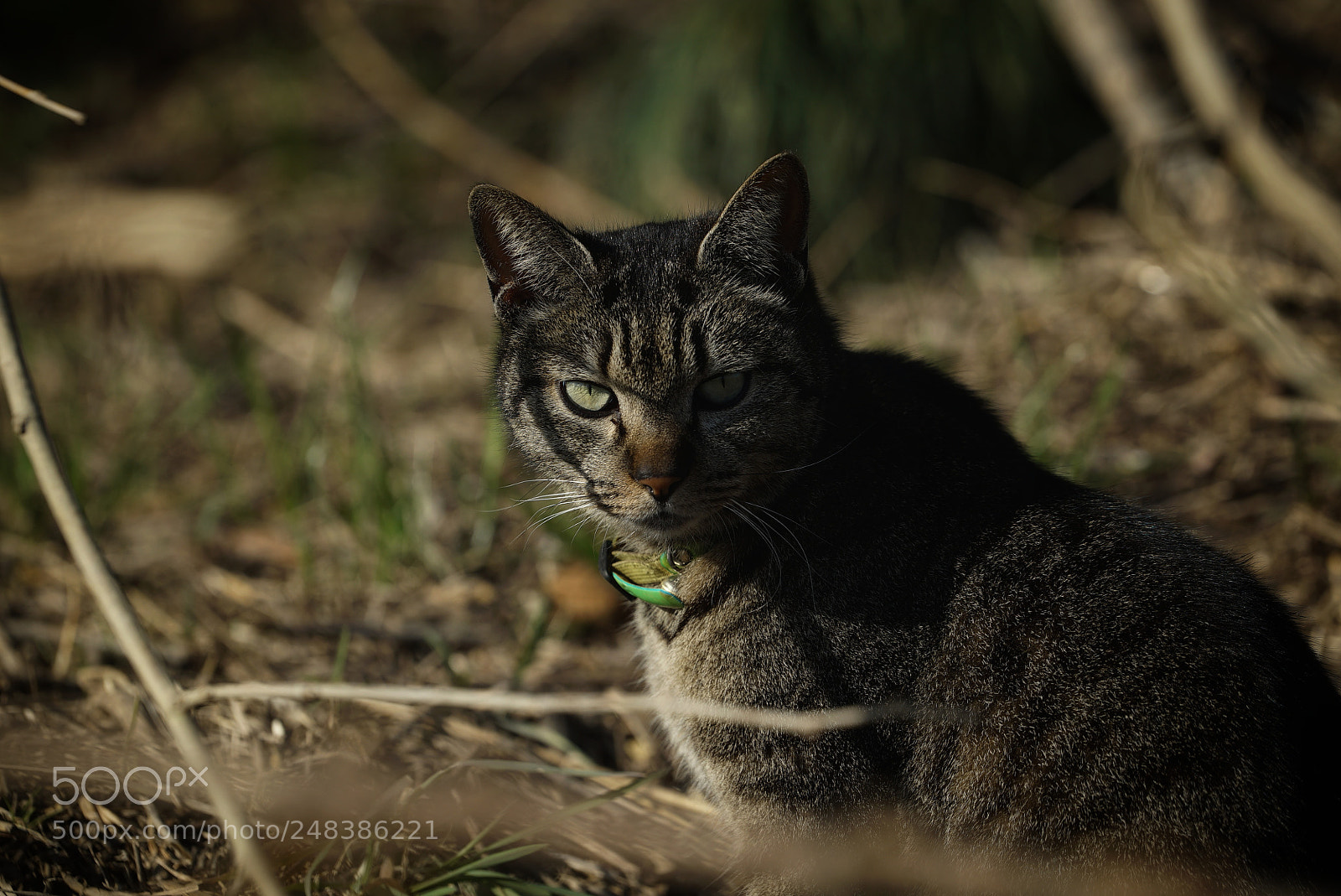 Sony a7S sample photo. Eyes photography