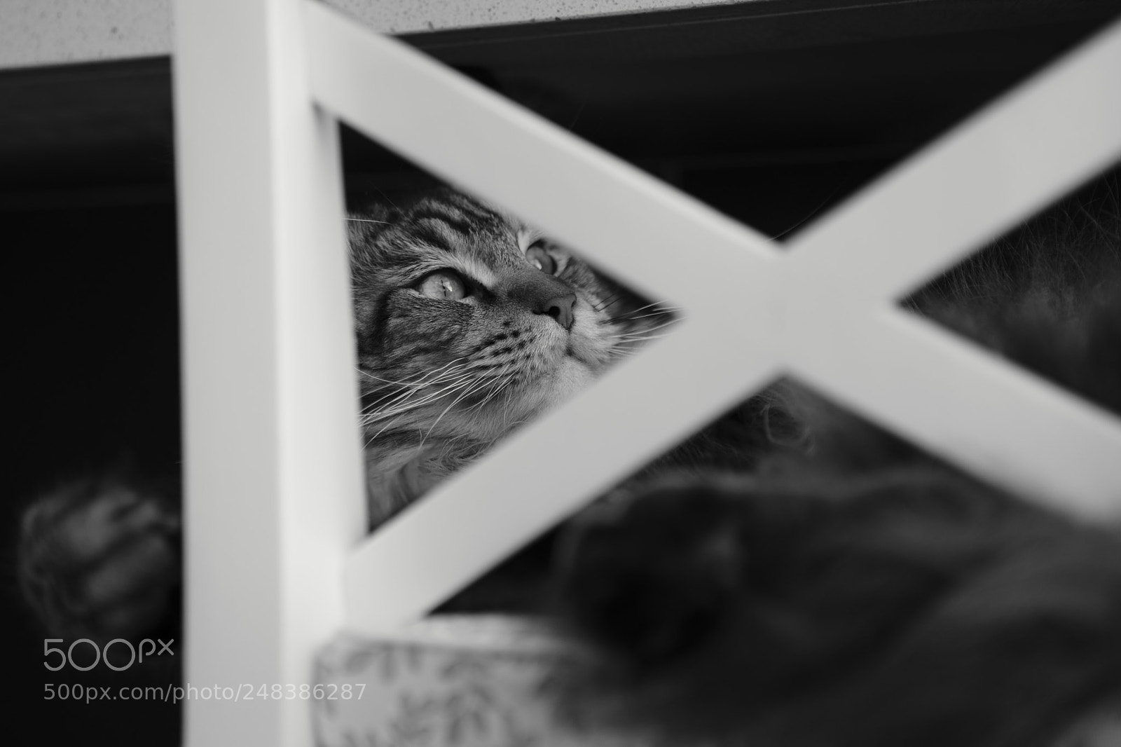 Sony a7R II sample photo. Resting cat photography