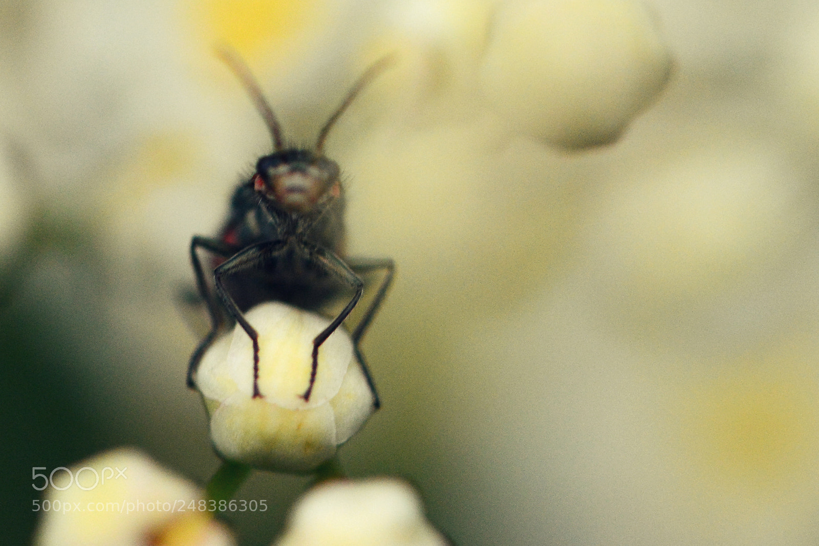 Nikon D5200 sample photo. Insect photography
