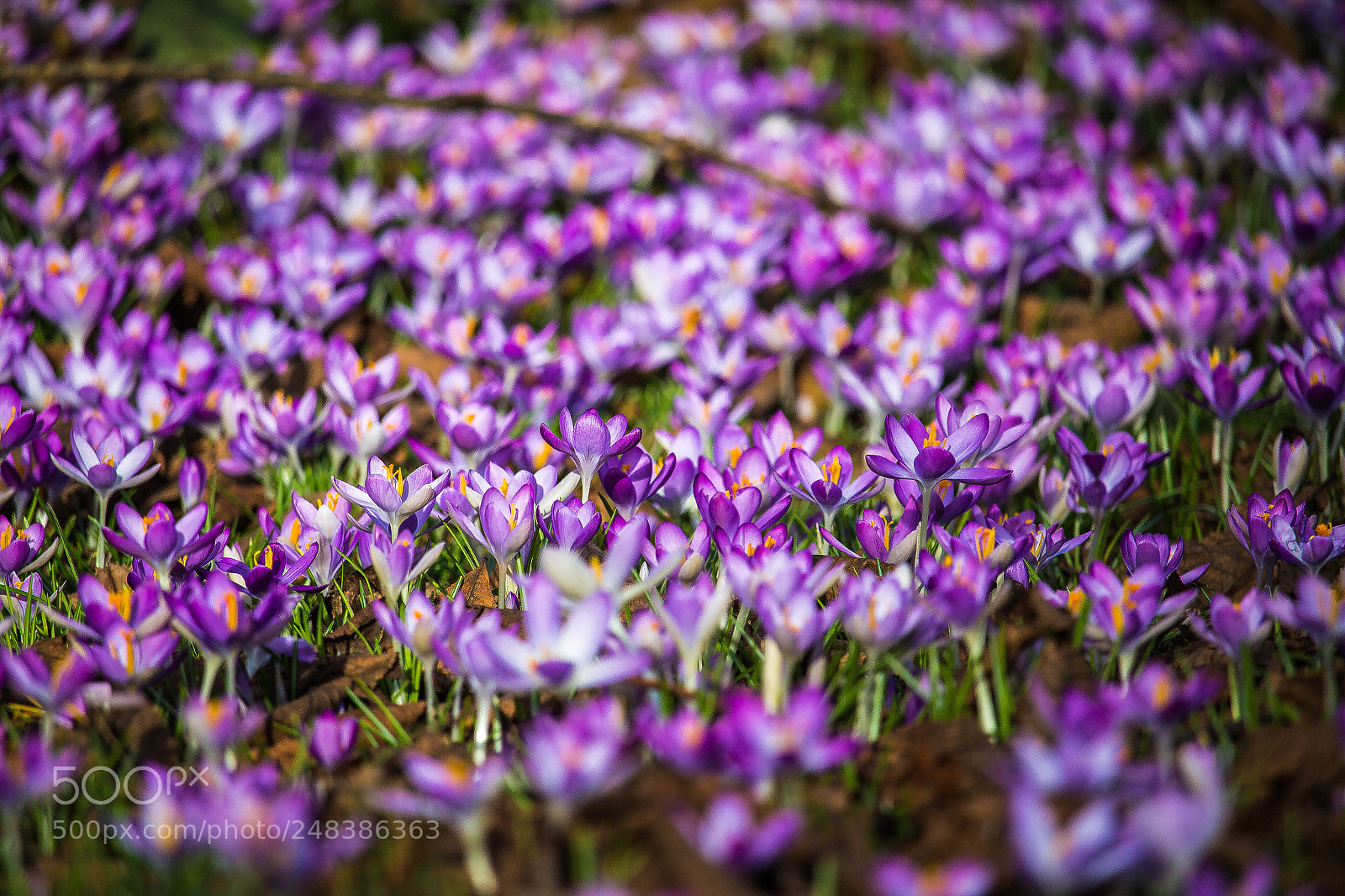 Canon EOS 600D (Rebel EOS T3i / EOS Kiss X5) sample photo. A hint of spring photography