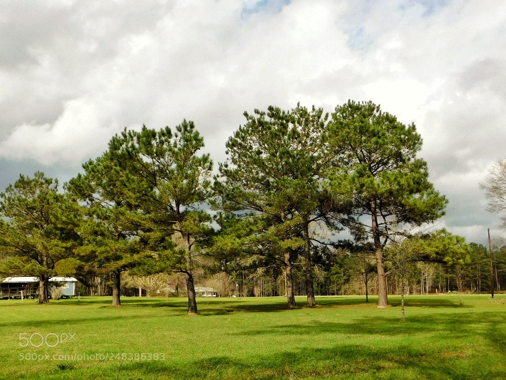 Nikon Coolpix B500 sample photo. Trees in the afternoon photography