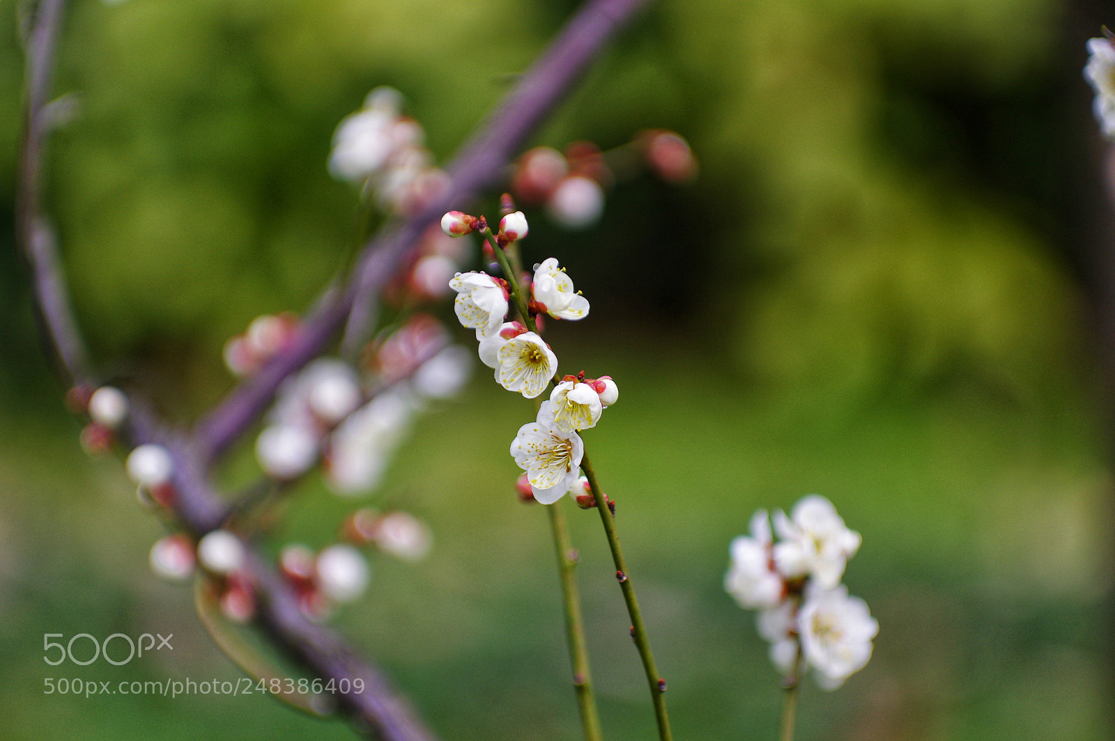 Pentax K-3 II sample photo. Untitled photography