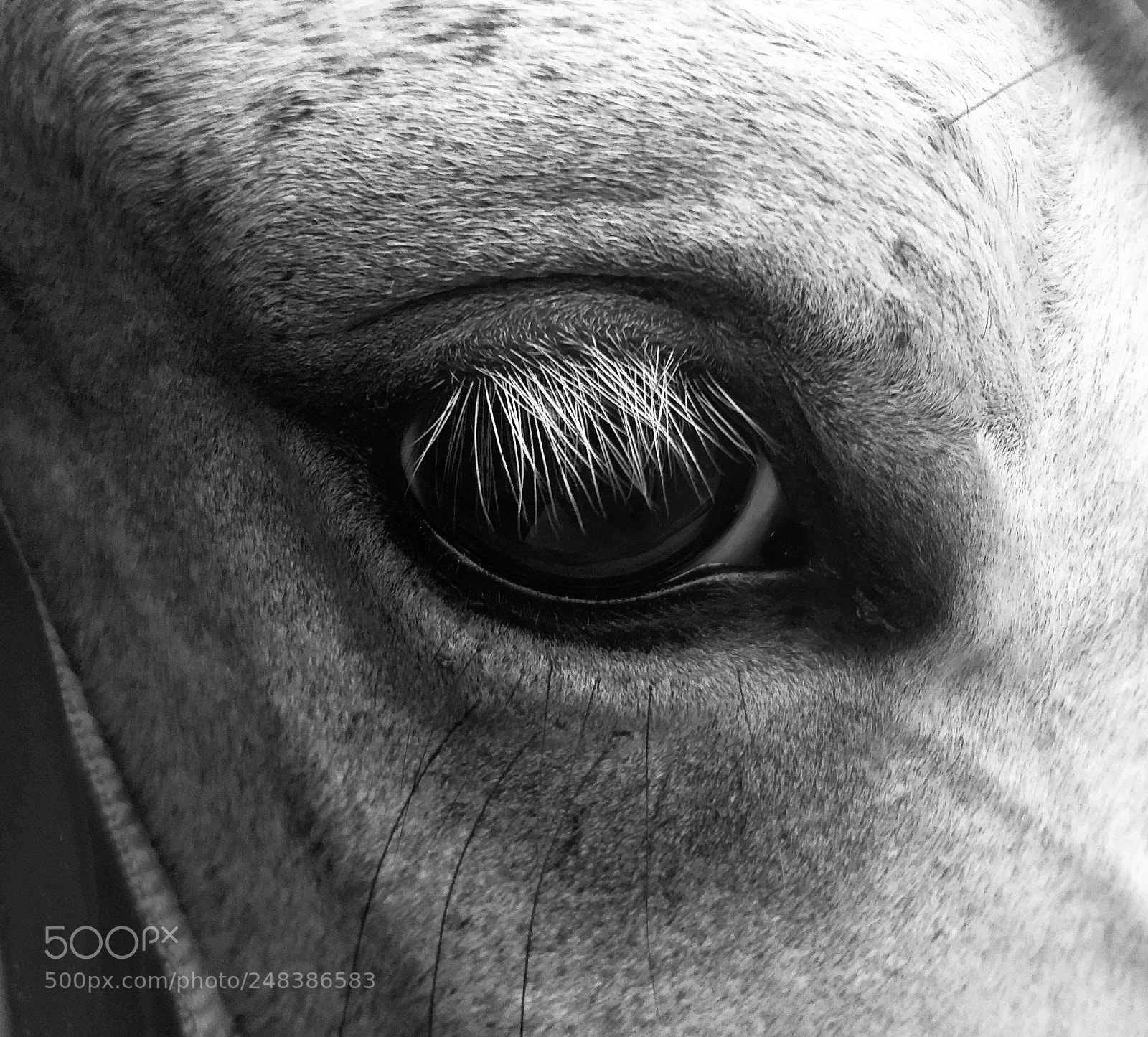 OnePlus 5 sample photo. Horse eye!! photography