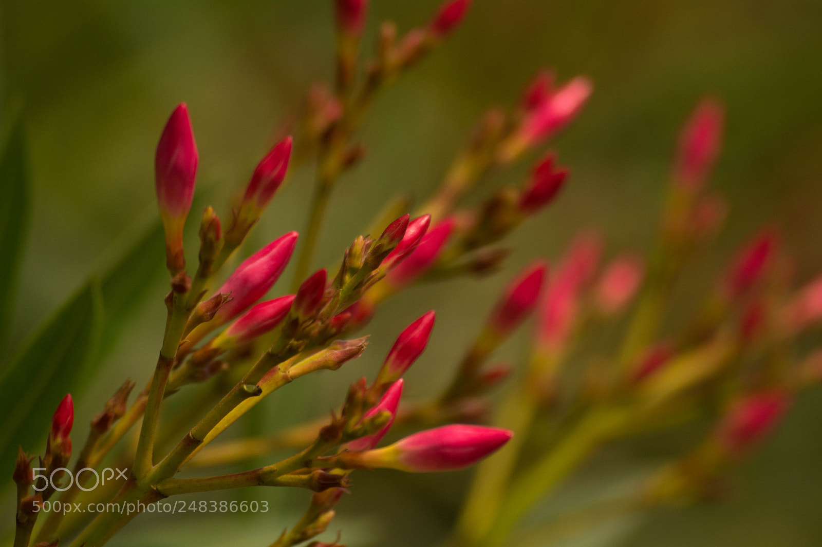 Nikon D5200 sample photo. Purple buds photography
