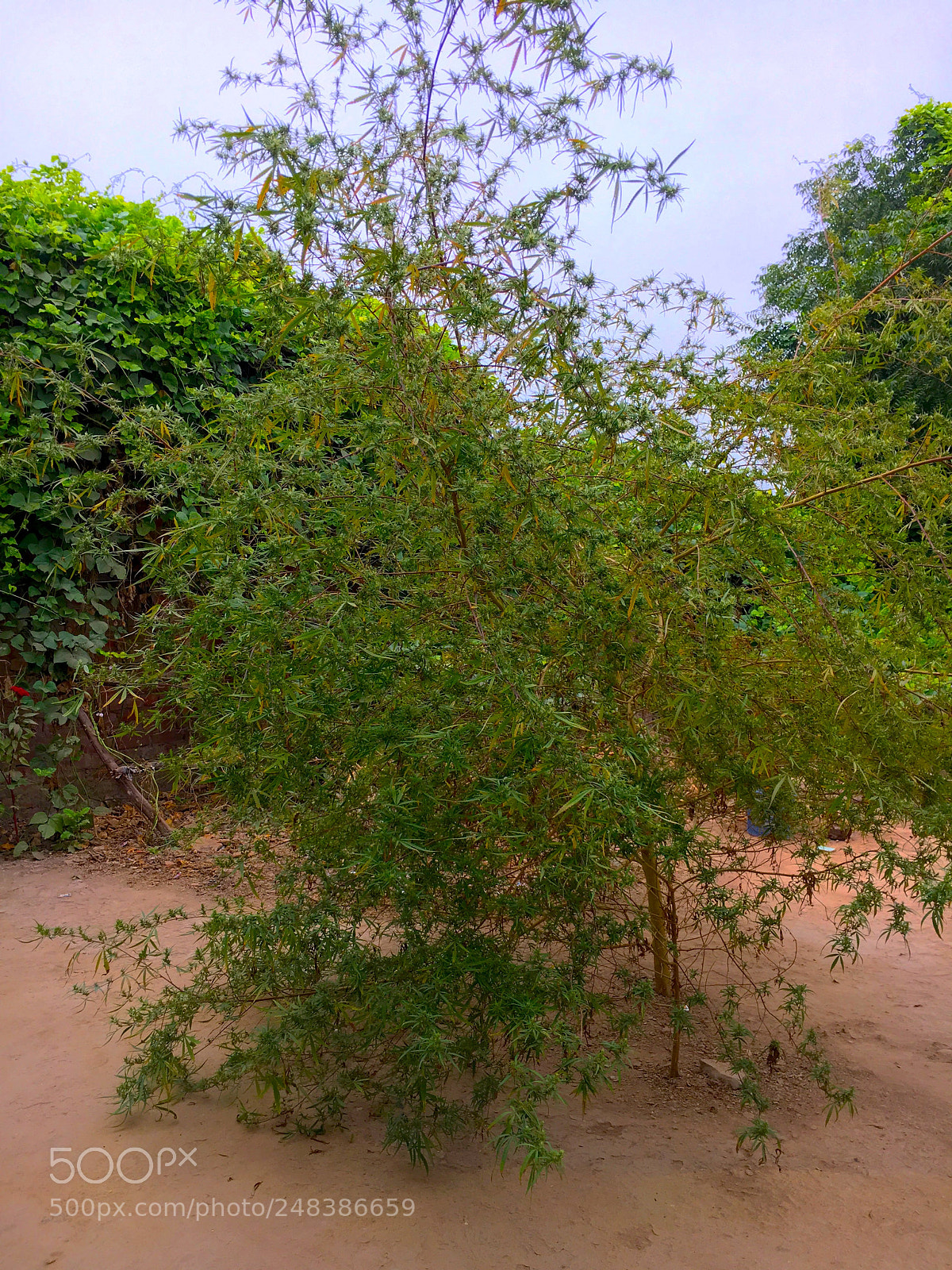 Apple iPhone 6s sample photo. Marijuana tree photography