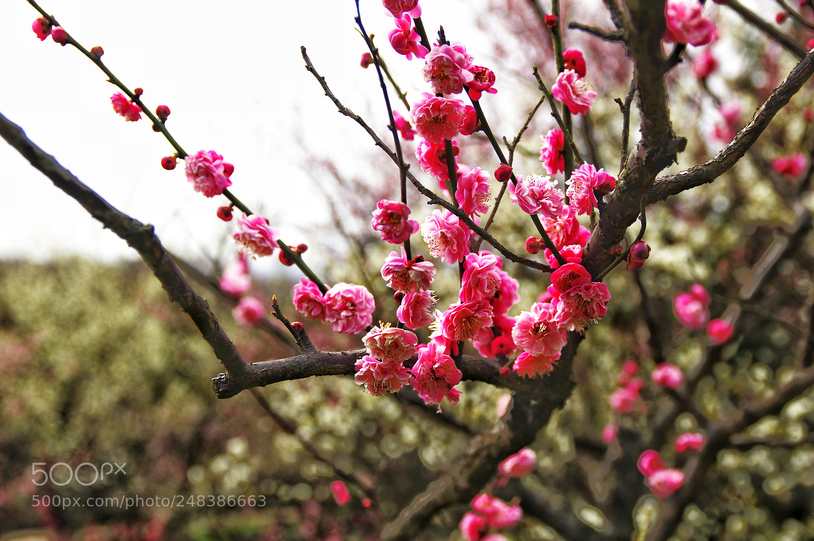 Pentax K-3 II sample photo. Untitled photography