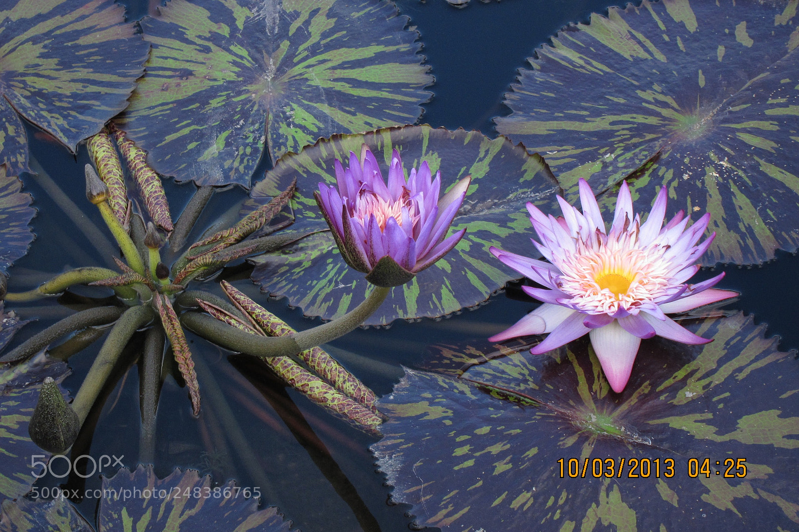 Canon PowerShot S95 sample photo. Water lilies at the photography