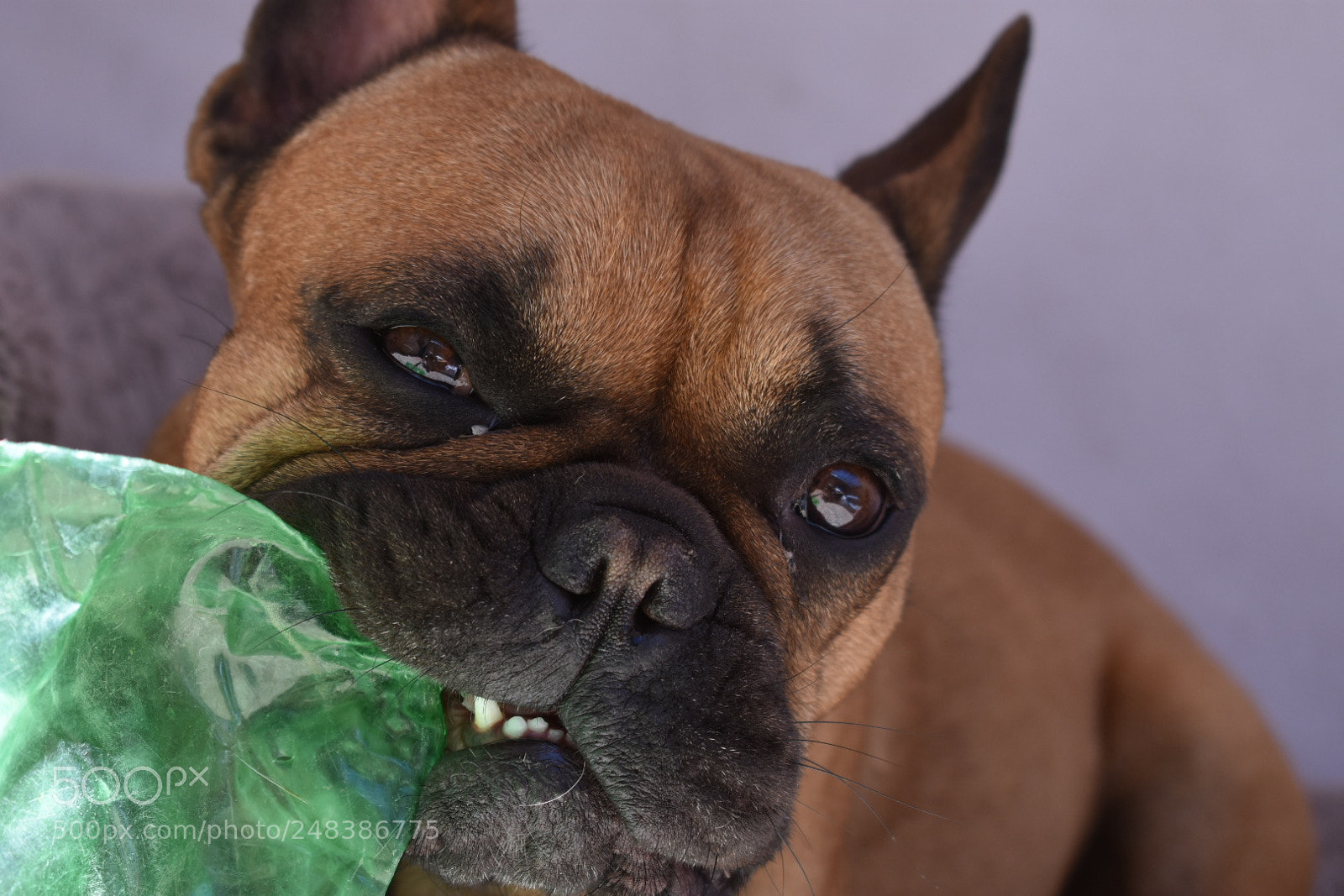 Nikon D3400 sample photo. Otto 2 photography